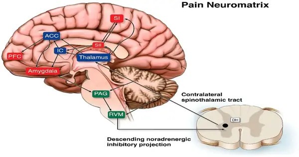 How the Brain combines Stimuli and Pain Prediction?