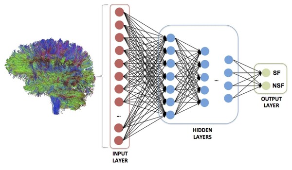 Researchers combine the power of AI and the connectome to predict brain cell activity