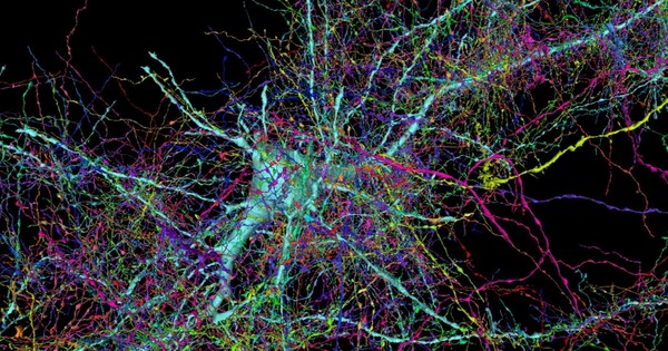 Researchers Use AI and the Connectome to predict Brain Cell Activity