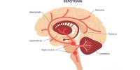 Serotonin Causes the Light to Fade