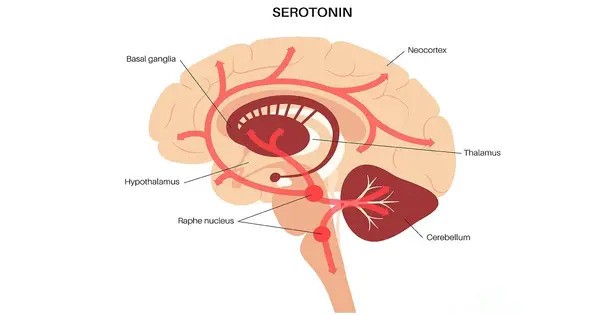 Serotonin Causes the Light to Fade