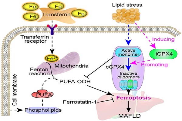 A novel approach to combat fatty liver disease