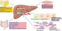 A New Technique to Treating Fatty Liver Disease