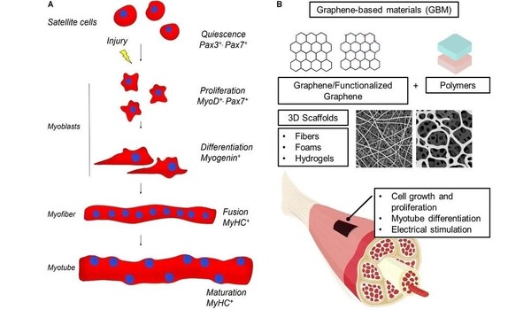 Breakthrough in skeletal muscle regeneration