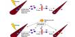 Advancement in Skeletal Muscle Regeneration