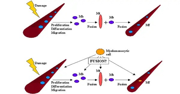 Advancement in Skeletal Muscle Regeneration