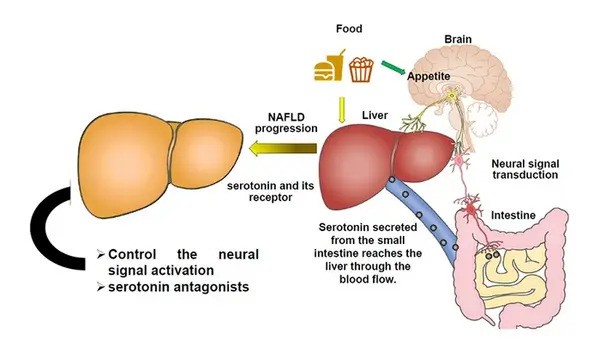 Gut hormones could hold the key to fighting fatty liver disease