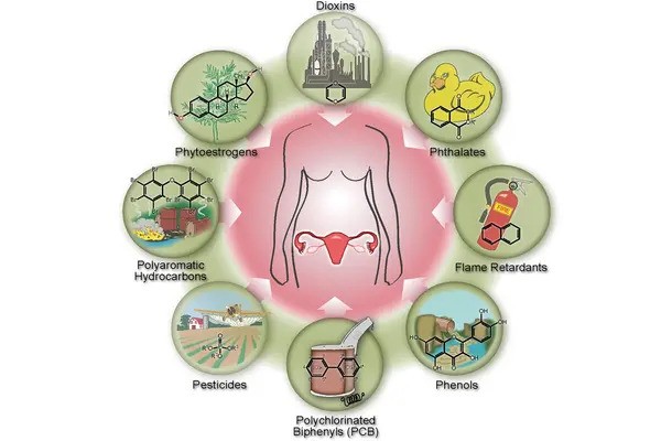 Study finds widespread exposure to hormone-disrupting chemical during pregnancy