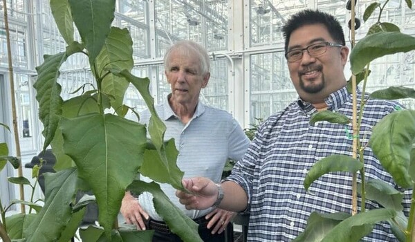 Finding could help turn trees into affordable, greener industrial chemicals