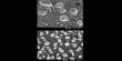 Thulium Iodate – an inorganic compound