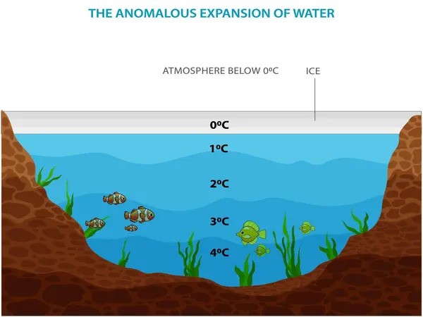 Deciphering the anomalous properties of water