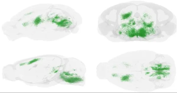 Motor Function’s Neural Connectivity is made clear by a Brain Map