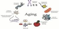 New Study Identifies Age-related Damage at the Cellular Level