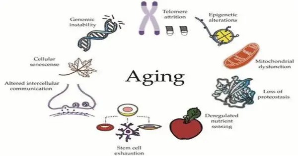 New Study Identifies Age-related Damage at the Cellular Level