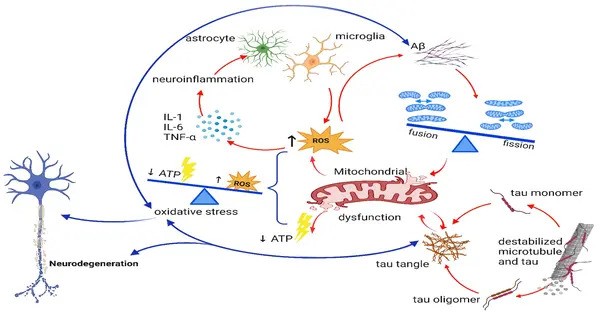 New Research identifies Fundamental Cellular Mechanism causing Alzheimer’s Disease