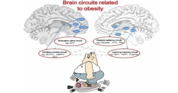 Reducing Obesity by focusing on a Brain Enzyme