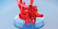 Breakthrough in the Bioprinting of Functioning Human Heart Tissue