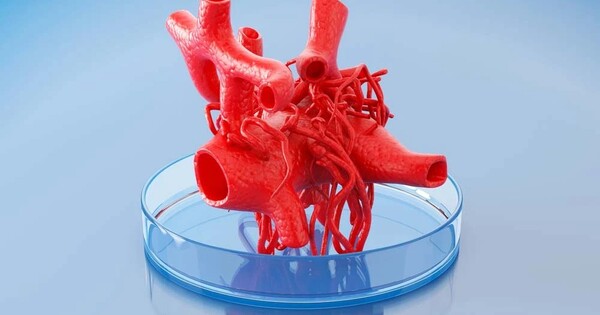 Breakthrough in the Bioprinting of Functioning Human Heart Tissue