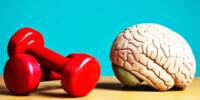 Exercise enhances Brain Function and may lower the Risk of Dementia