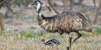 Big Birds, such as Emus, are Technical Innovators, according to studies