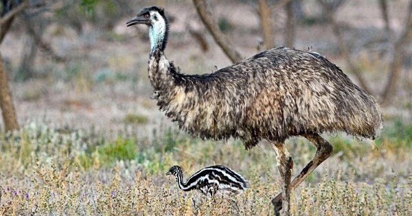 Big Birds, such as Emus, are Technical Innovators, according to studies