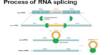 Biologists discovered a new sort of Control over RNA Splicing