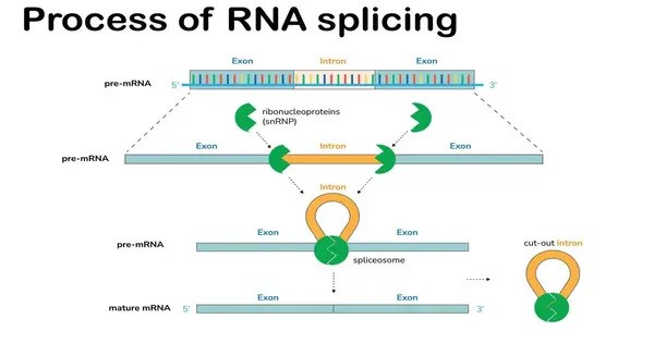 Biologists discovered a new sort of Control over RNA Splicing