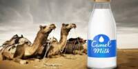 Camel Milk is a Fantastic Alternative to Regular Dairy