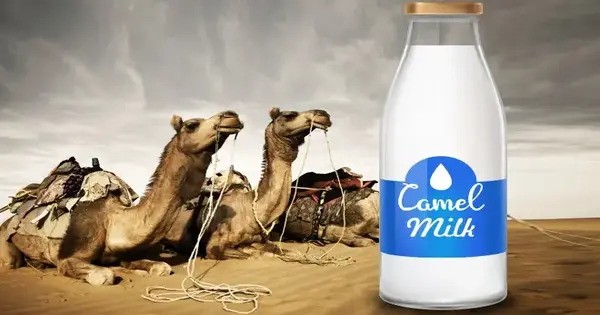 Camel Milk is a Fantastic Alternative to Regular Dairy