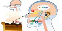 Framework for Identifying Food Selection origins in the Brain