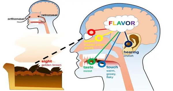 Framework for Identifying Food Selection origins in the Brain