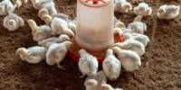 In Free-range Broilers, Feed Additions can Minimize Campylobacter