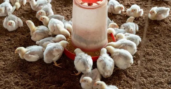 In Free-range Broilers, Feed Additions can Minimize Campylobacter