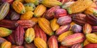 Increasing Cacao Production without Compromising Biodiversity