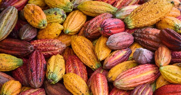 Increasing Cacao Production without Compromising Biodiversity