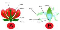 Red Stigmas and their function in Wind-pollinated Flowers