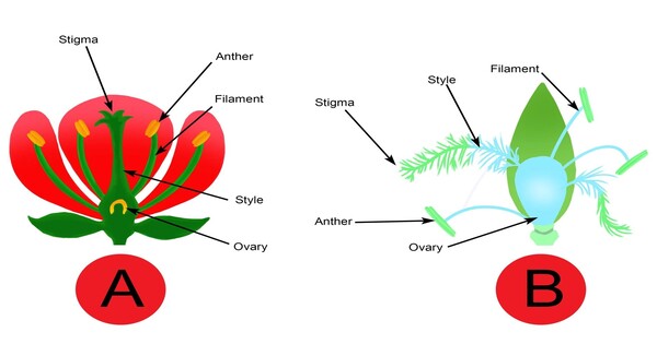 Red Stigmas and their function in Wind-pollinated Flowers