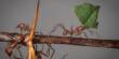 Scientists Use Brain Chemicals to Rewire the Behavior of Ants