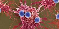 Bacteria lurking behind Tumors could help defeat Cancer