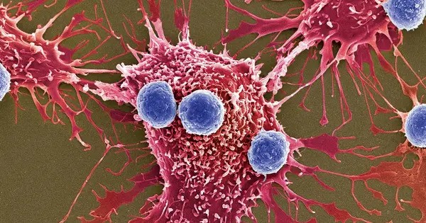 Bacteria lurking behind Tumors could help defeat Cancer