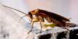 Indoor Air is being discreetly Poisoned by Cockroaches