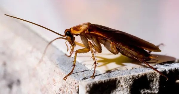 Indoor Air is being discreetly Poisoned by Cockroaches