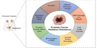 Prostate Cancer destroys itself due to a Hidden Weakness