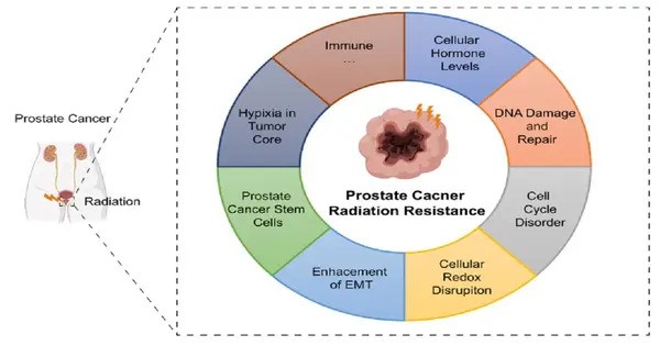 Prostate Cancer destroys itself due to a Hidden Weakness