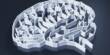 Researchers Find the Brain’s Secret Learning Blocks
