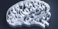 Researchers Find the Brain’s Secret Learning Blocks