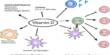 The Immunity-weakening Vitamin D Error