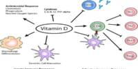 The Immunity-weakening Vitamin D Error