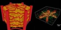 A Chip with naturally occurring Blood Vessels