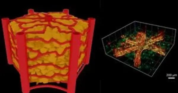 A Chip with naturally occurring Blood Vessels